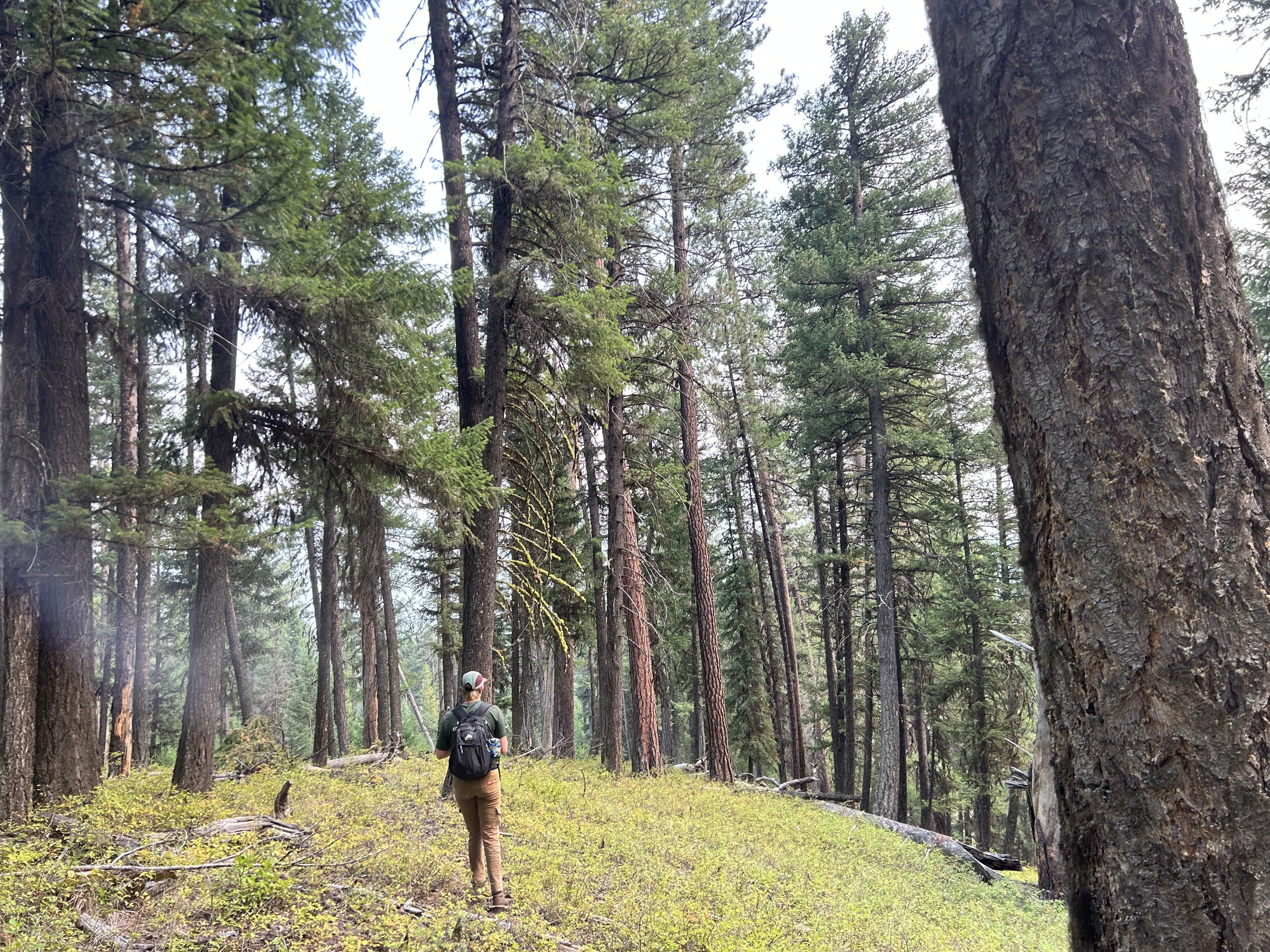 A person stands in a clearing in the woods.