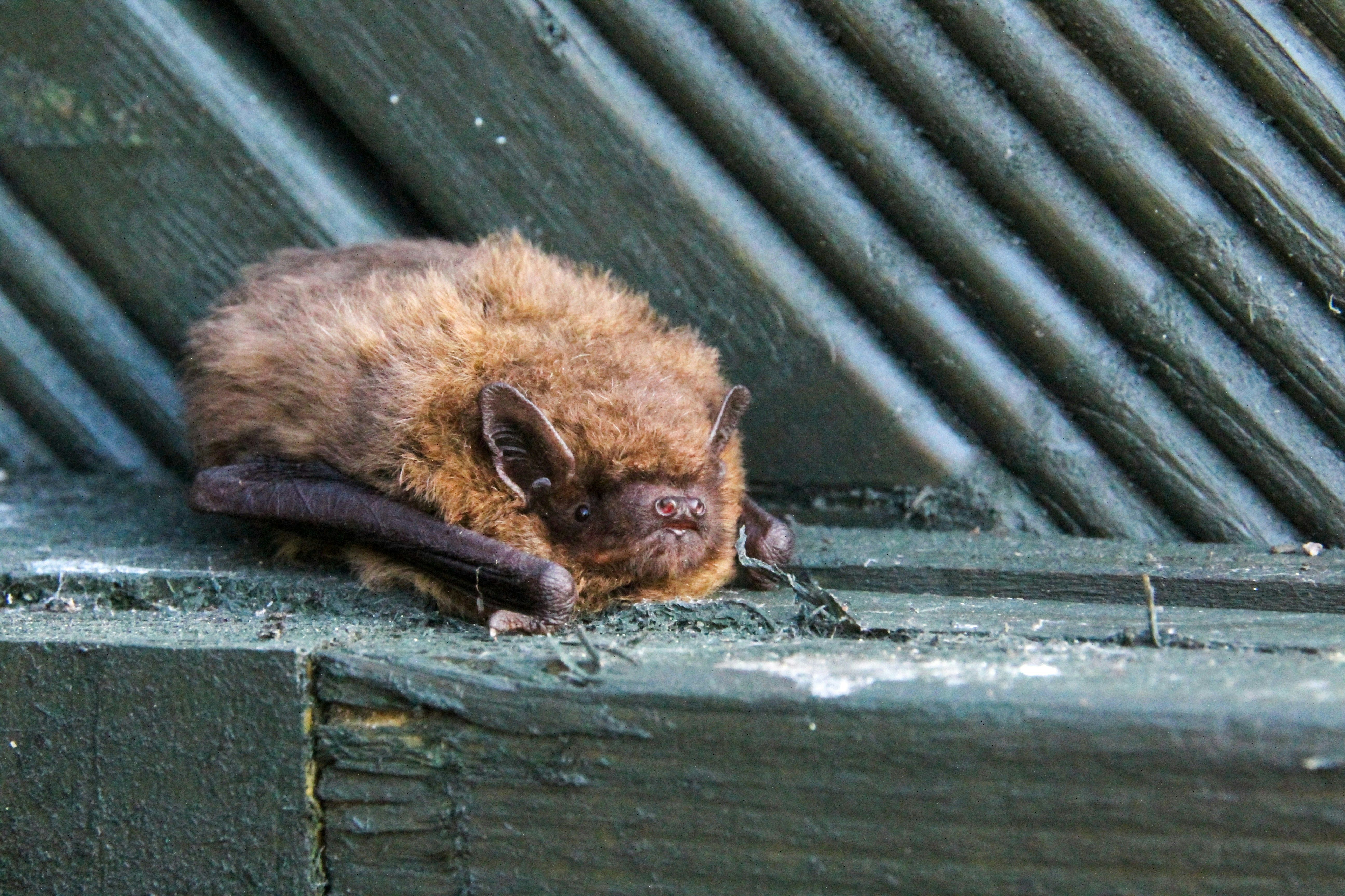 big brown bat nebraska wildlife rehab