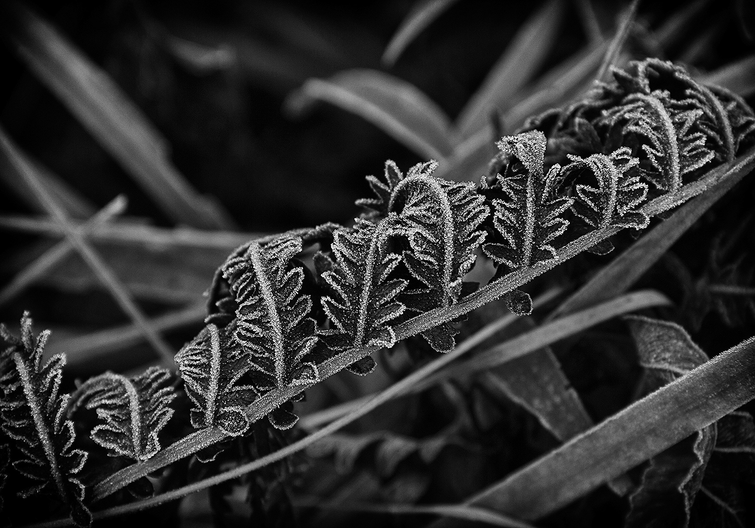 Gone, But Still Beautiful. The Photography of Mark Picone
