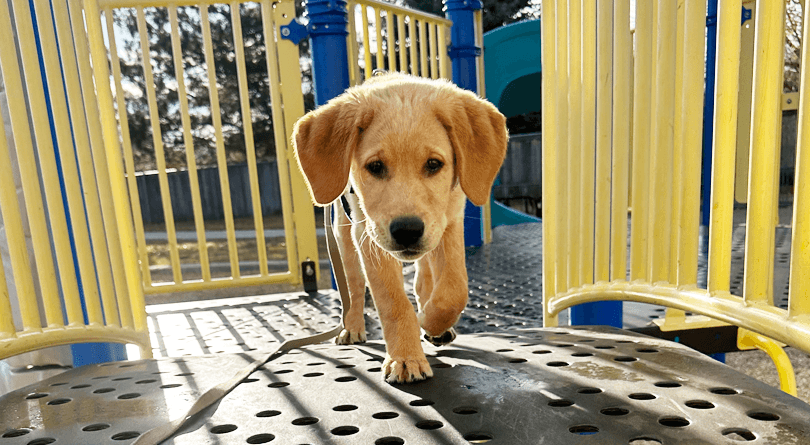 Hearing Dog Granby in training going over play equipment bridge