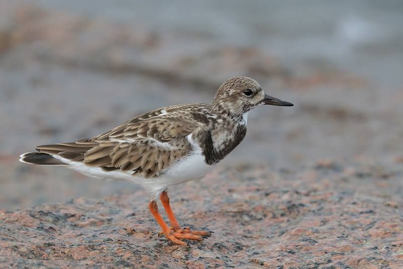 Ruddy Turnstone