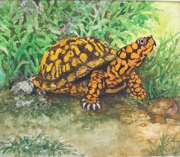 A bog turtle on green fern leaves.