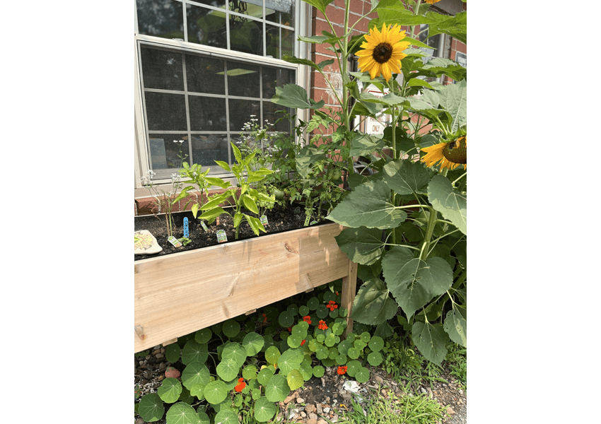 Sunflowers in the garden