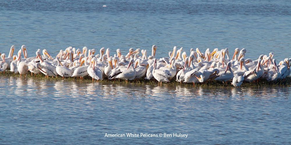 American White Pelicans