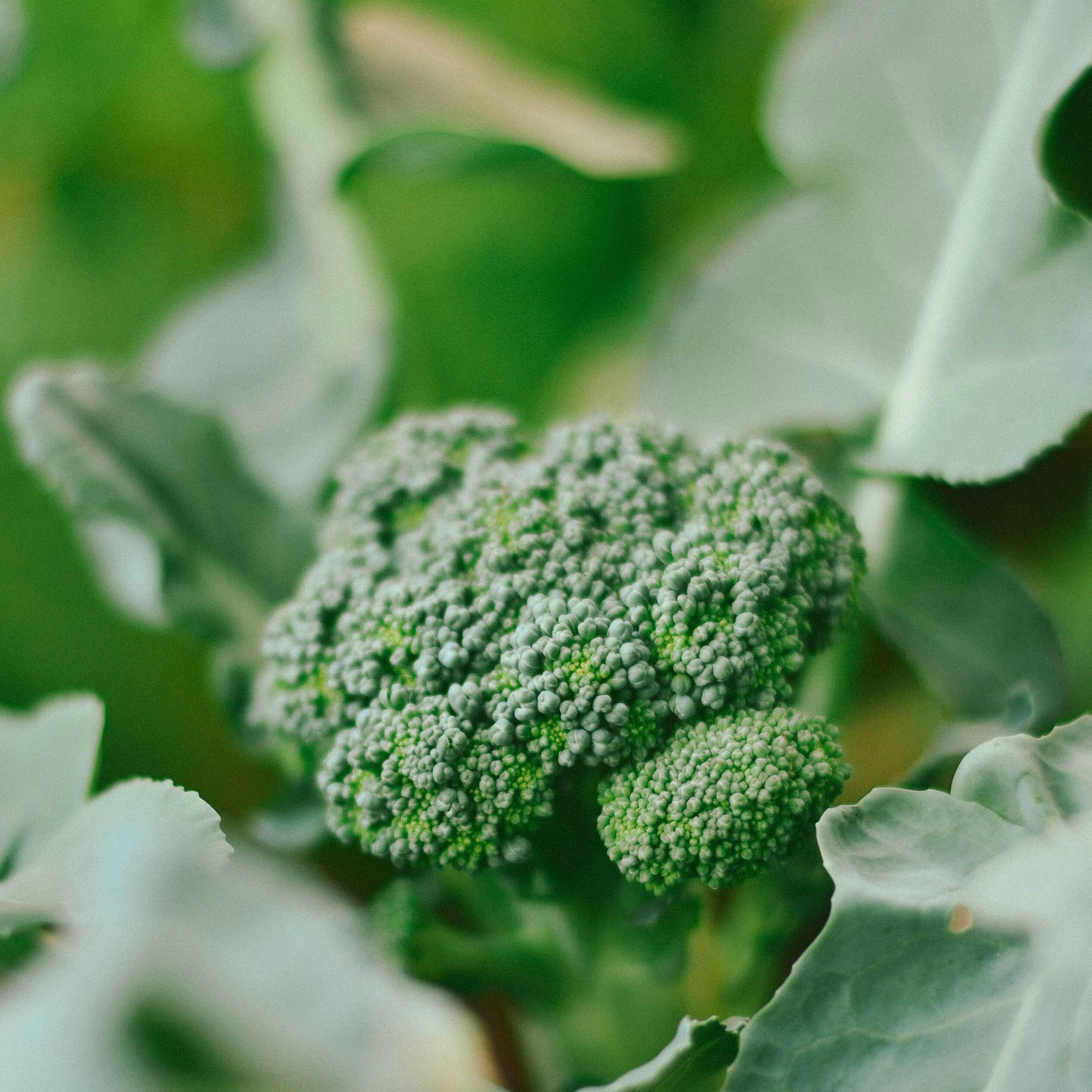 Broccolini