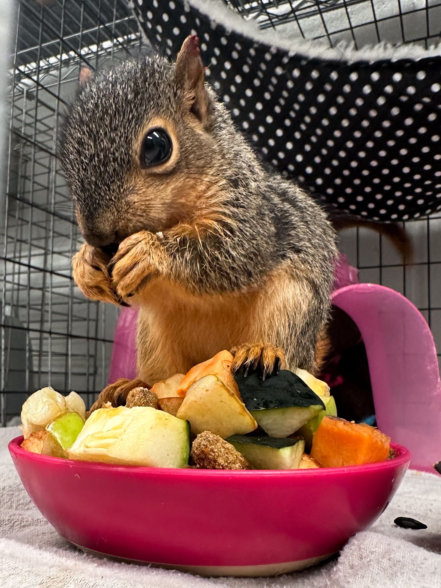 Squirrel Diet Prep