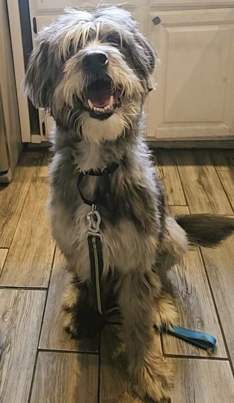 Jax - ADOPTED
