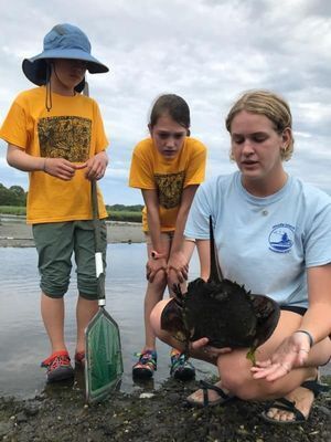 Camp counselor holds horseshoe crab while campers observe