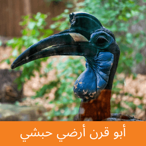 Abyssinian Ground Hornbill