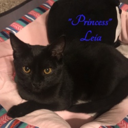Leia