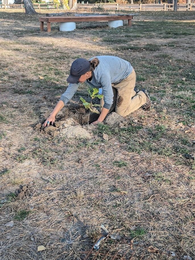 Planting trees at Bader Park