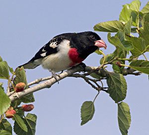 Rose-breasted Grosbeak