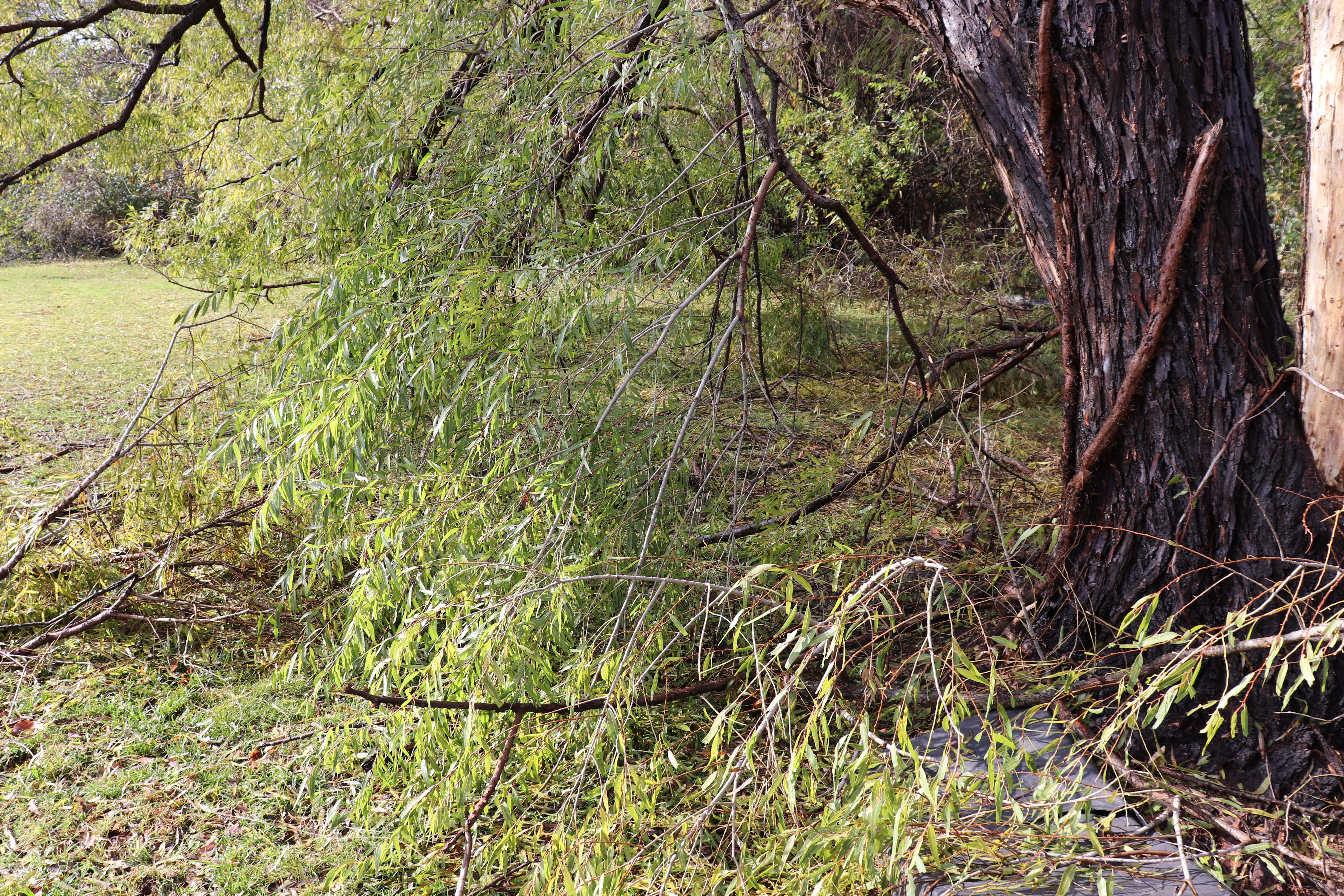 The Genesis Project Survives Record-Setting Ice Storm but Doesn't Escape Damage.