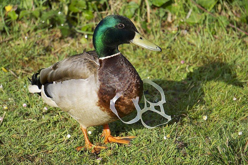 Take Action to Ensure Your Trash Does Not Harm Wildlife