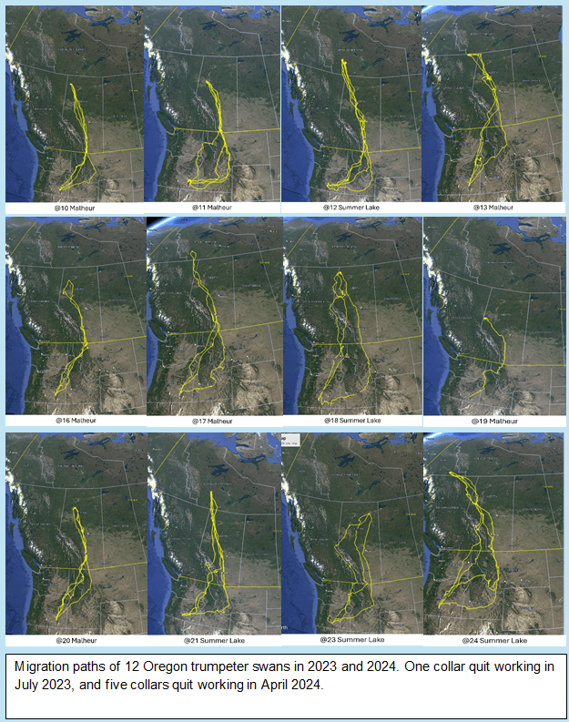 GoogleEarth maps of 12 GPS/GSM collared swans