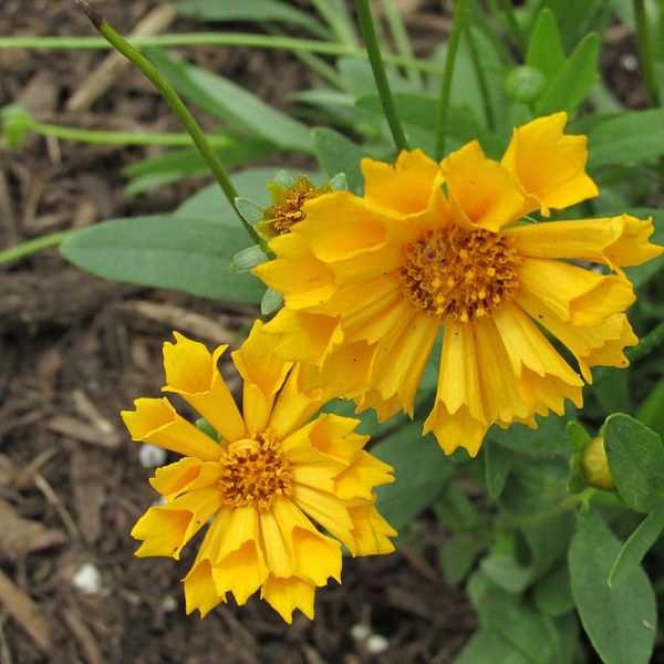 Photo Gallery Media Mary Jo Wegner Arboretum & East Sioux Falls