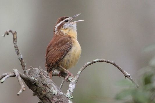 Carolina Wren