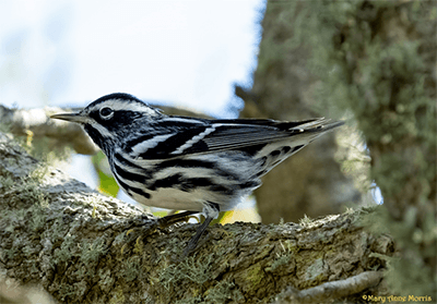 Black and White Warbler at Dos Vacas