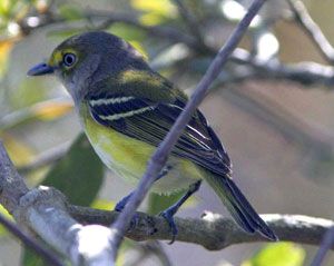 Beak of the Week: White-eyed Vireo