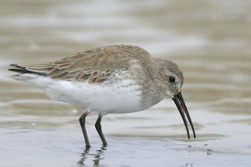 Dunlin