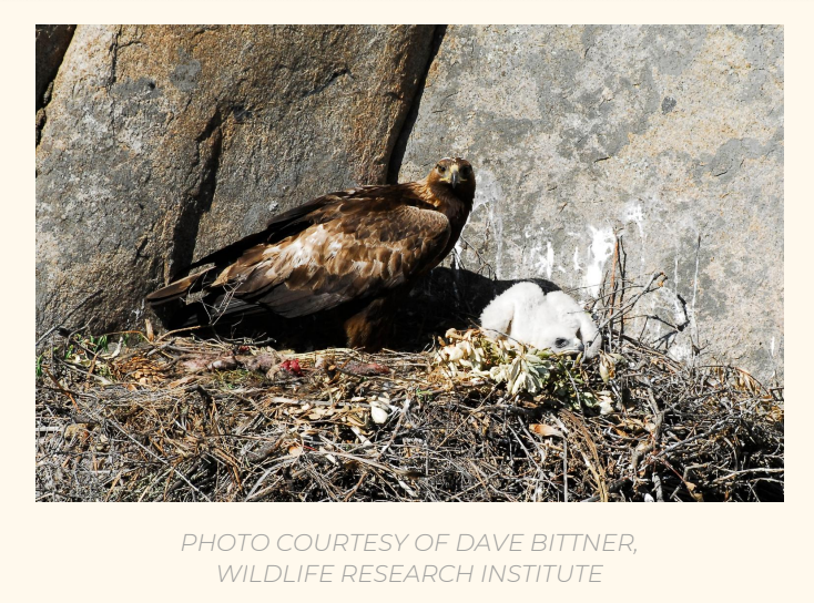 Golden Eagle  Audubon Field Guide