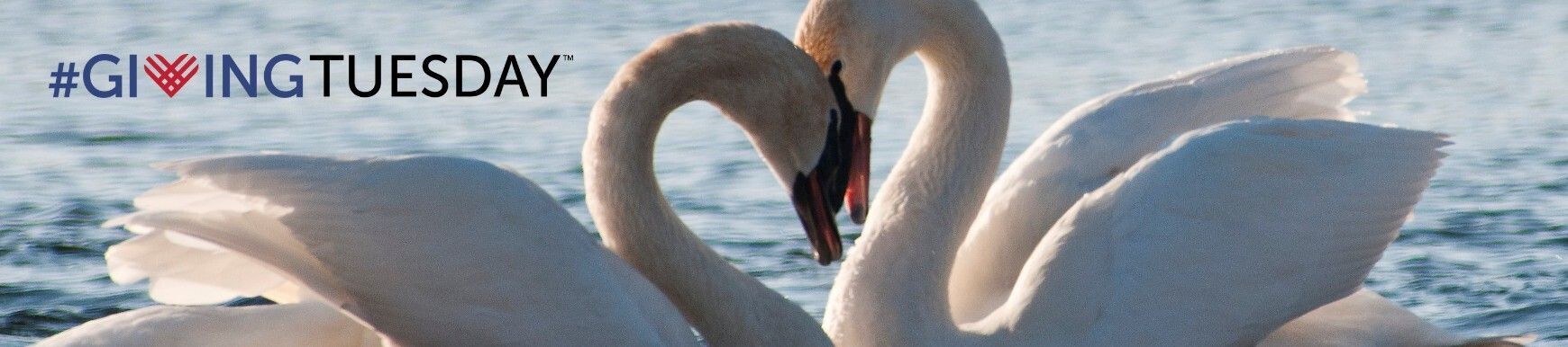 Your tax deductible donation will be used to track Trumpeter Swans