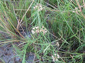 Climbing Milkweed