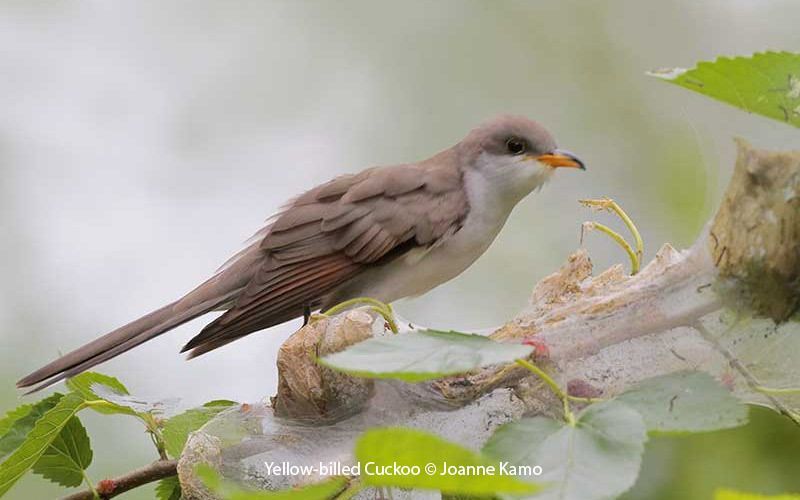 Yellow-billed Cuckoo