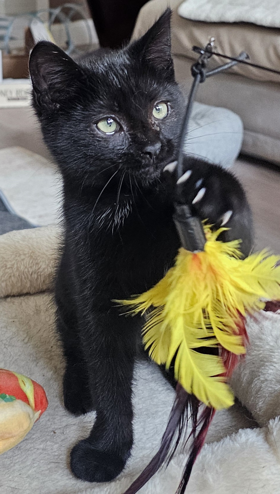 Calypso