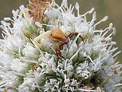 Rattlesnake Master