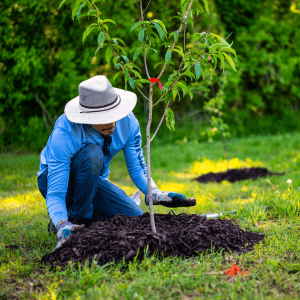 EEN Tree Care Work Session