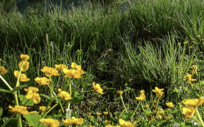 Benefits of Bogs