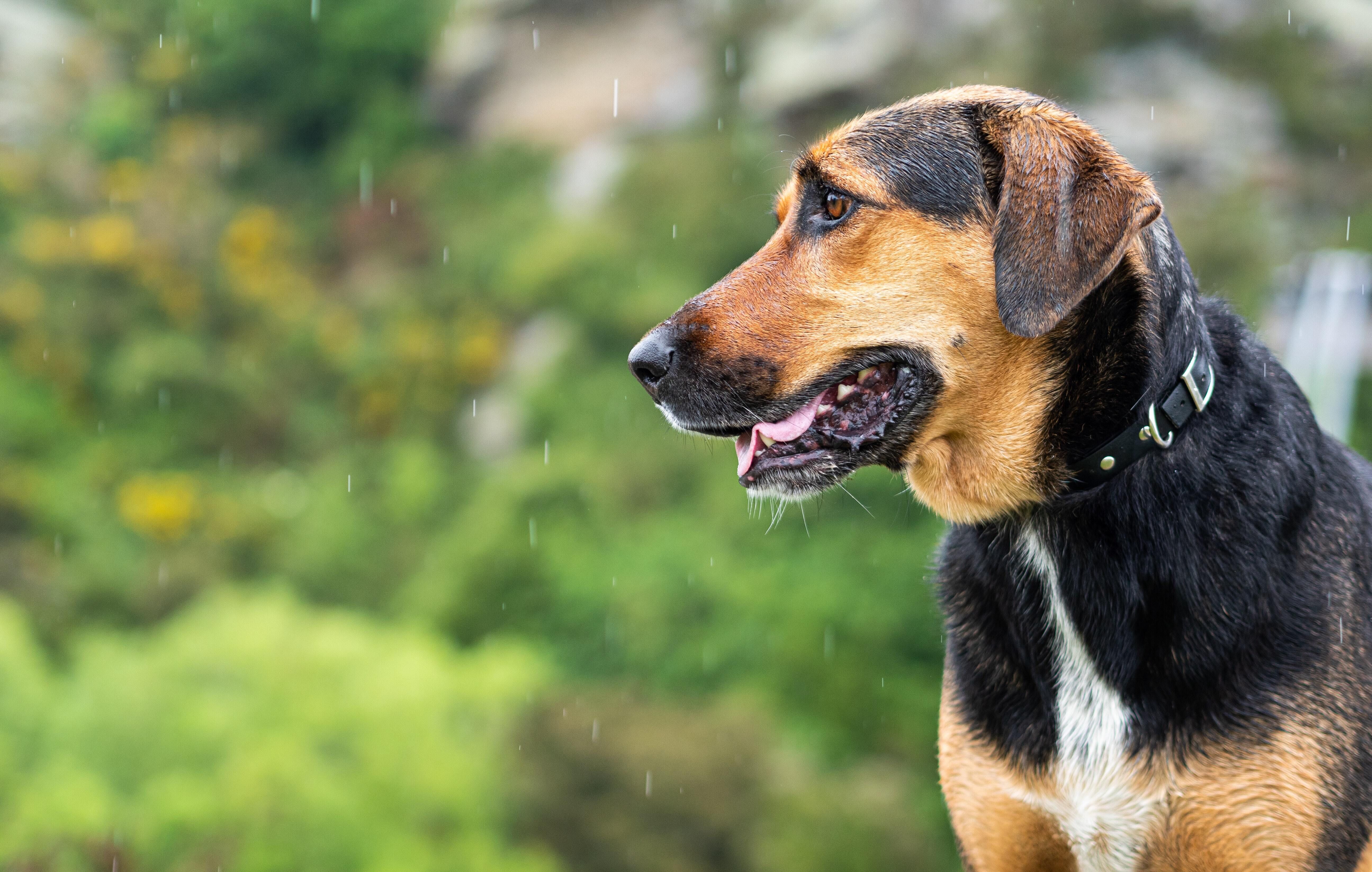 How Do Dogs Sense a Coming Storm?