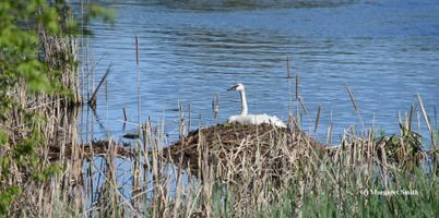 mother swan on nest
