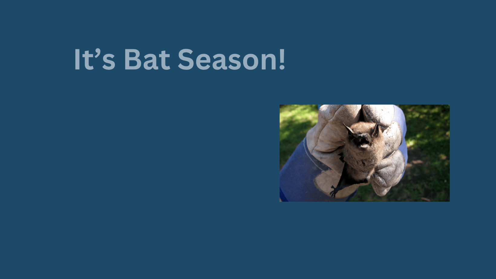 Seeing more Bats?