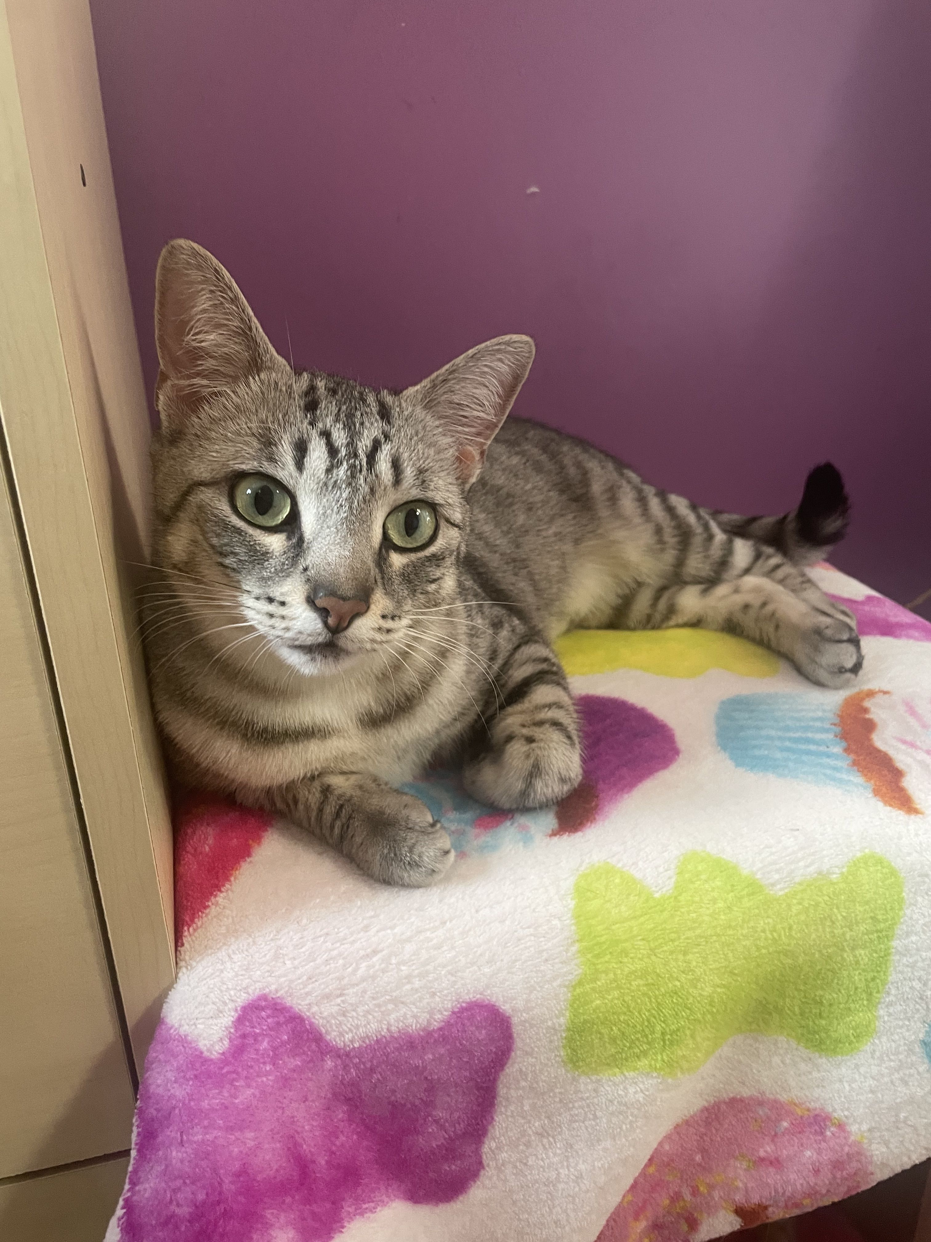 Featured Cat: Ozma