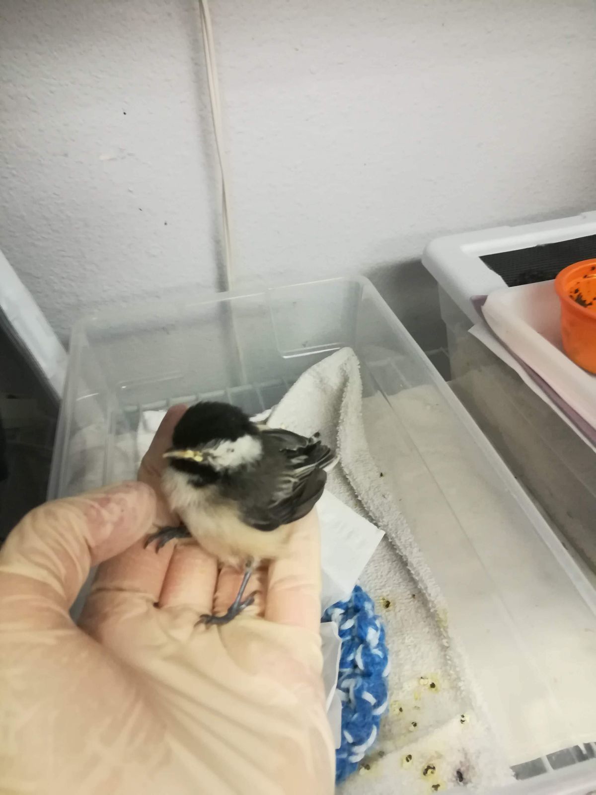 photo-gallery-news-events-wild-bird-rescue-rehab