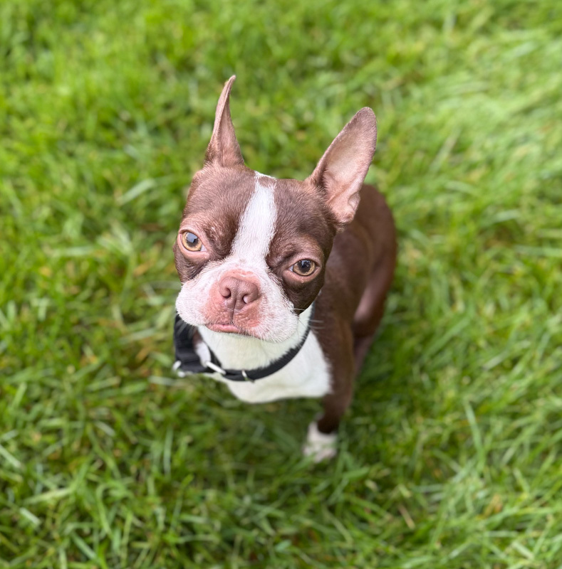 Gordita - ADOPTION PENDING