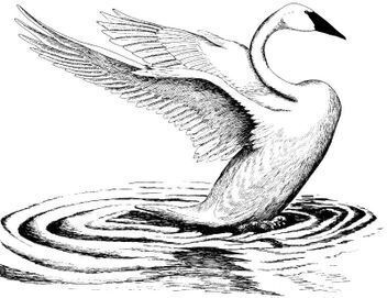 Make sure a swan is safe and secure through your year end donation to The Trumpeter Swan Society 