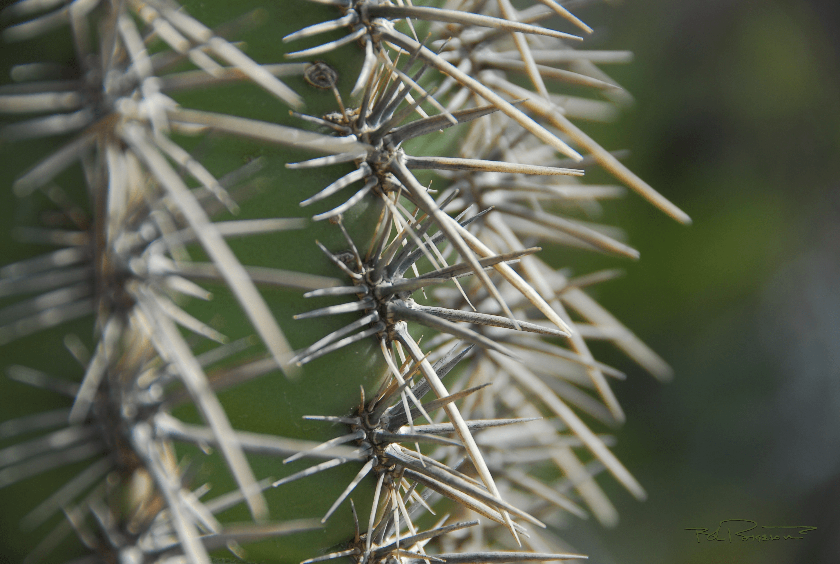 Cactus Spine Stars