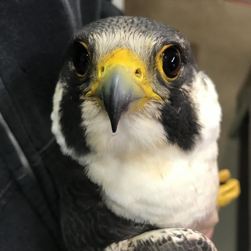 Close-up of peregrine falcon looking straight into camera with large dark eyes and feathery white cheeks. Owl Moon Raptor Center.