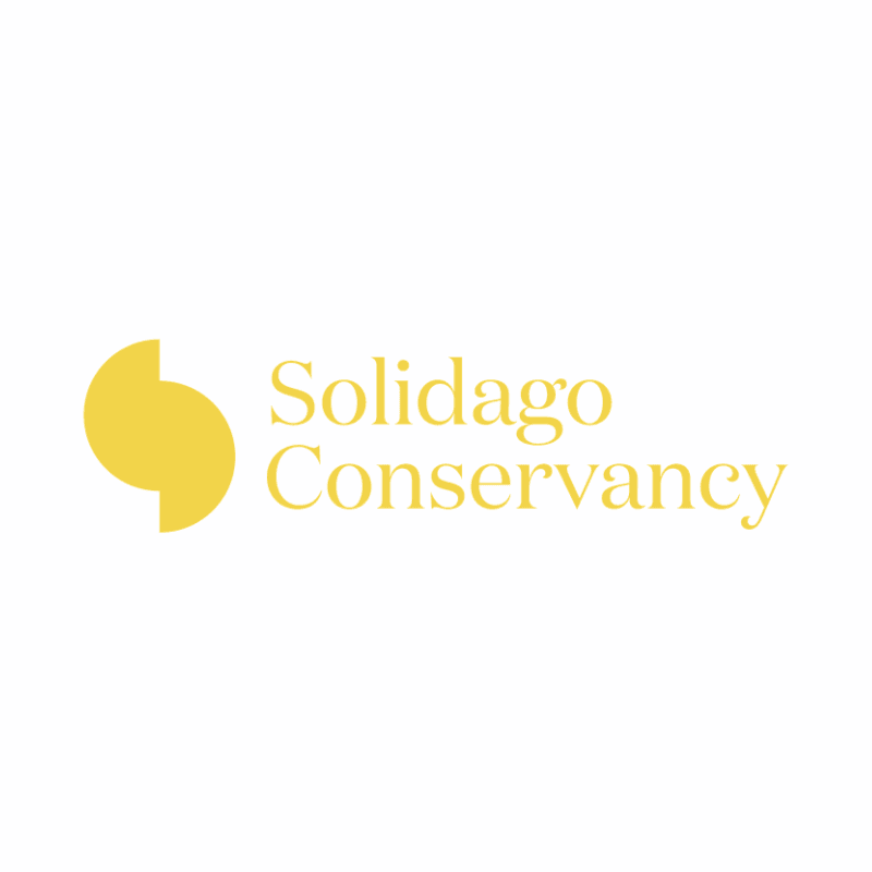 Solidago 