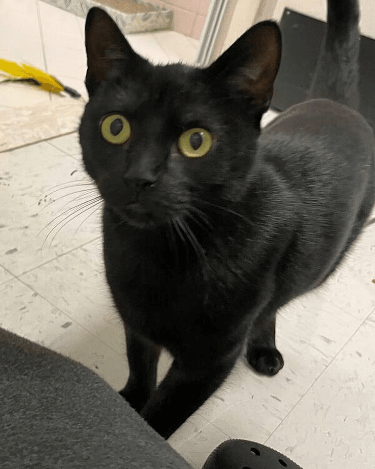 People finally want to adopt this overlooked N.J. black cat thanks to her viral video (NJ.com)