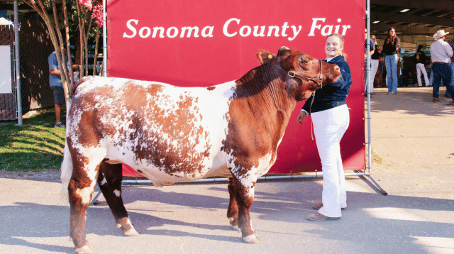 Fair exhibitor with a cow