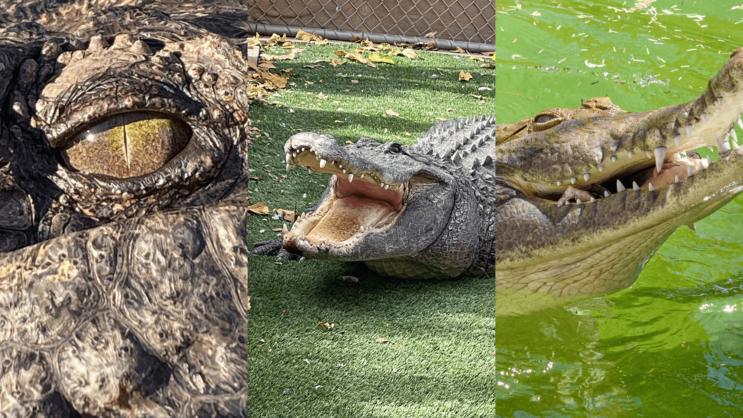 Twilight Croc Walk