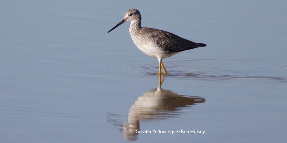 Greater Yellowlegs