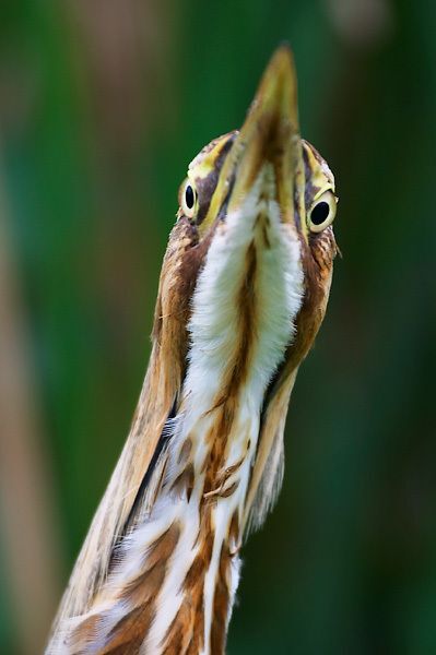 American Bittern