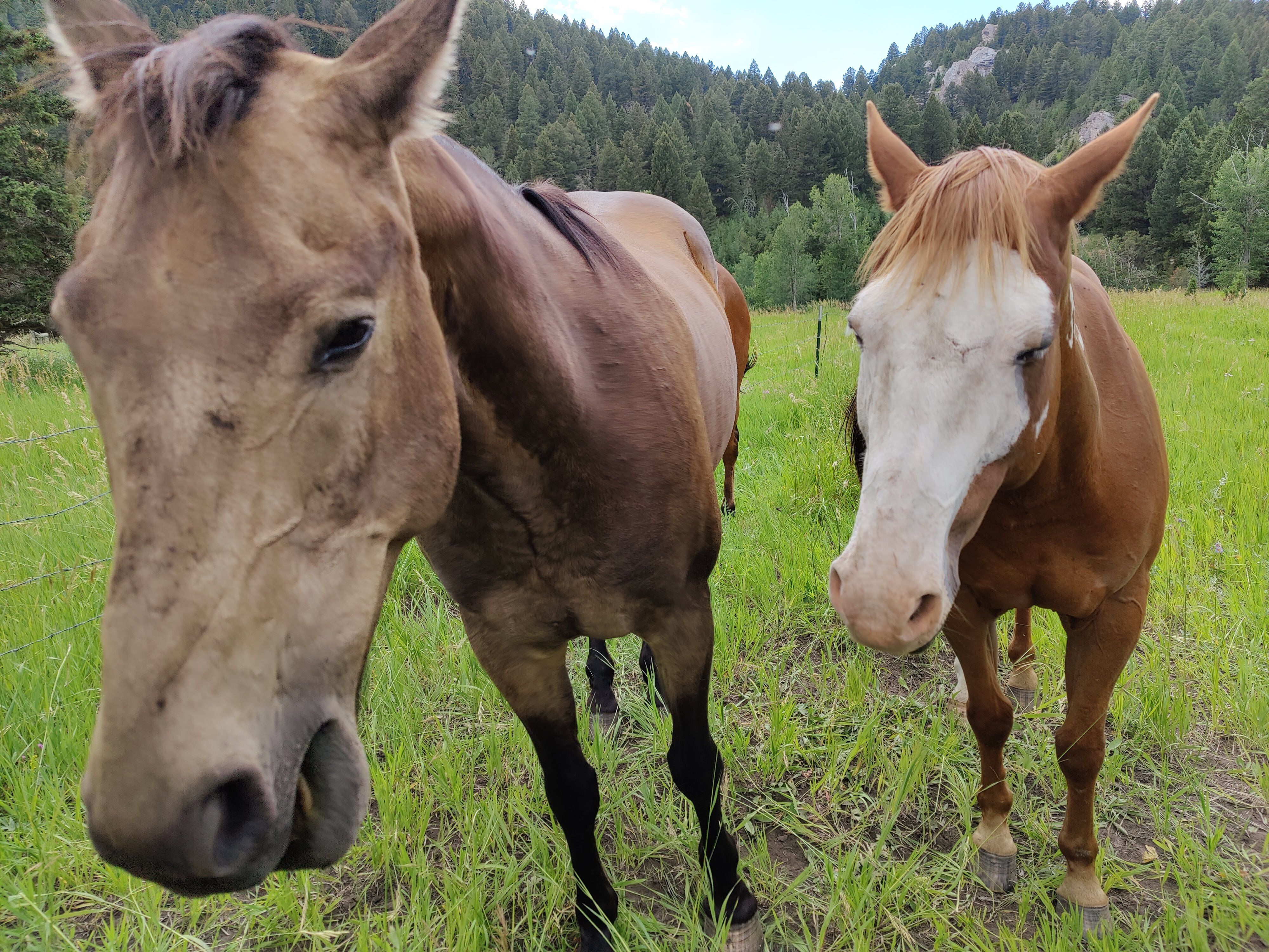 Two horses approach the viewer.