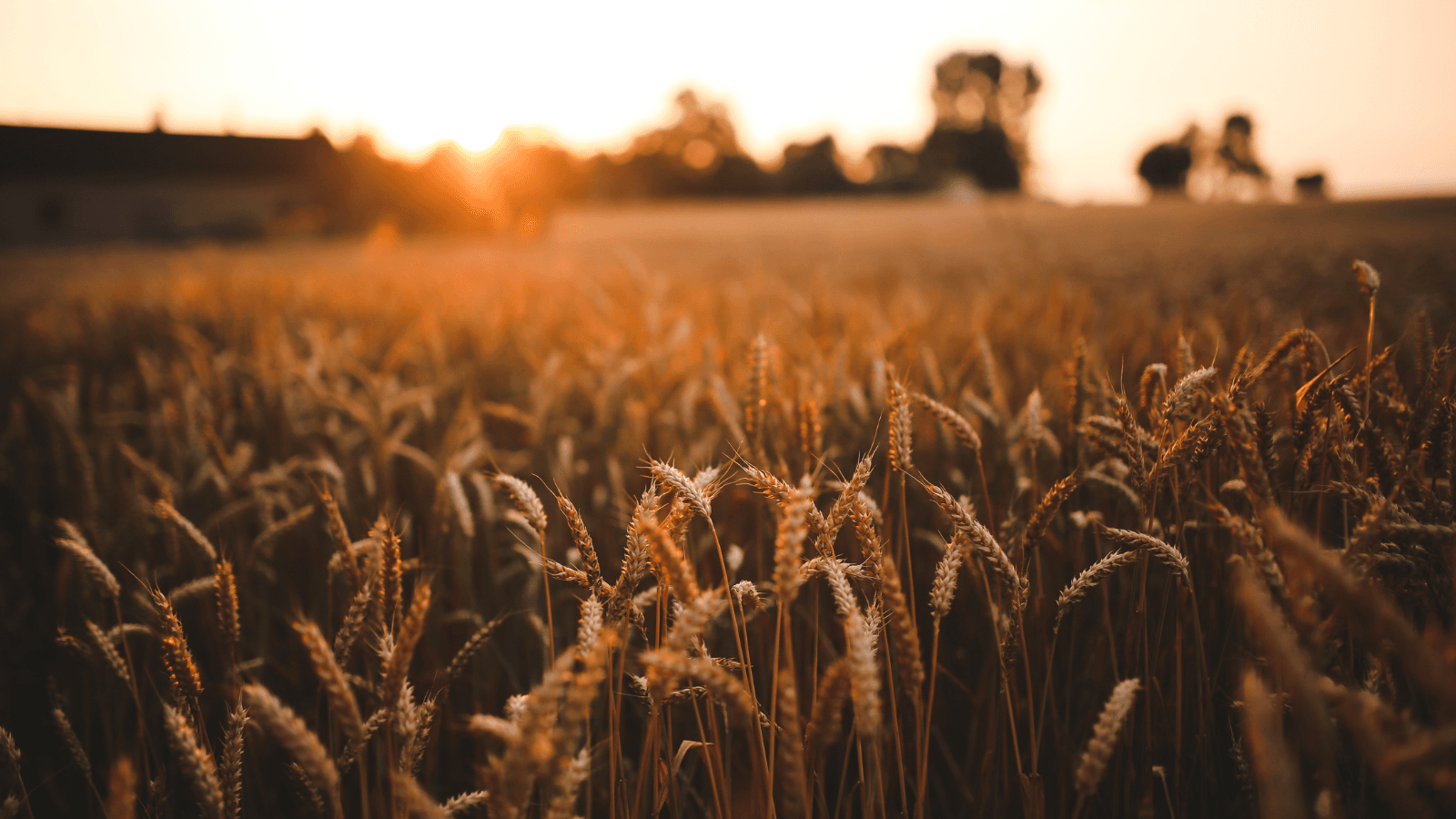 field of crops ready to be harvested bathed in the golden light of a fall sunset 