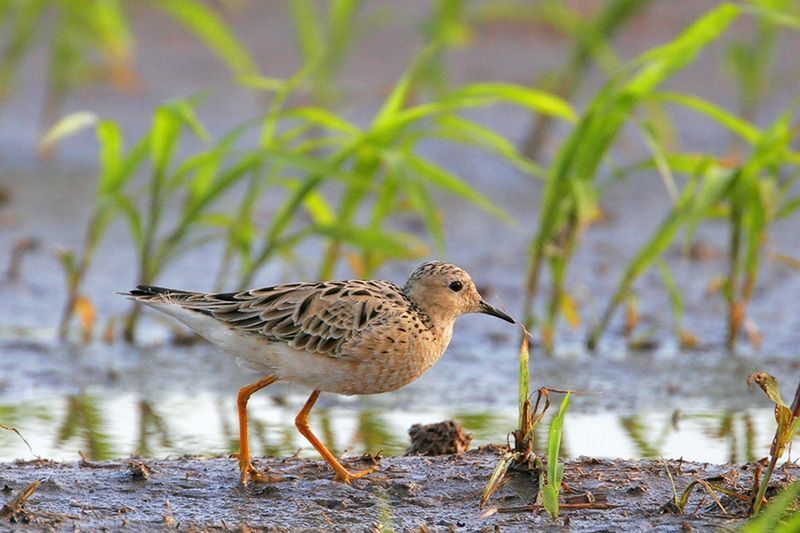 Buff-breasted Sandpiper